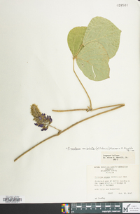 Pueraria montana var. lobata image