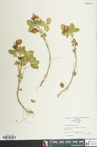 Trifolium hybridum image