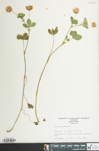 Trifolium hybridum image