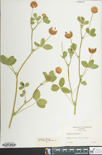 Trifolium hybridum image