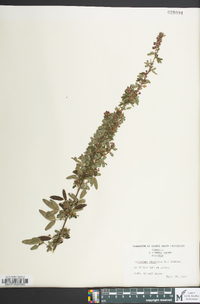 Lespedeza virginica image