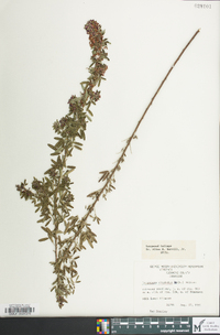 Lespedeza virginica image