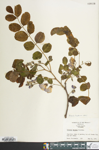 Robinia hispida image