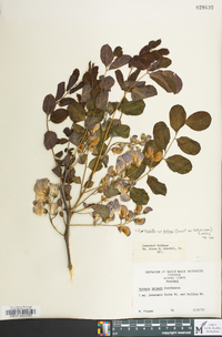 Robinia hispida var. kelseyi image