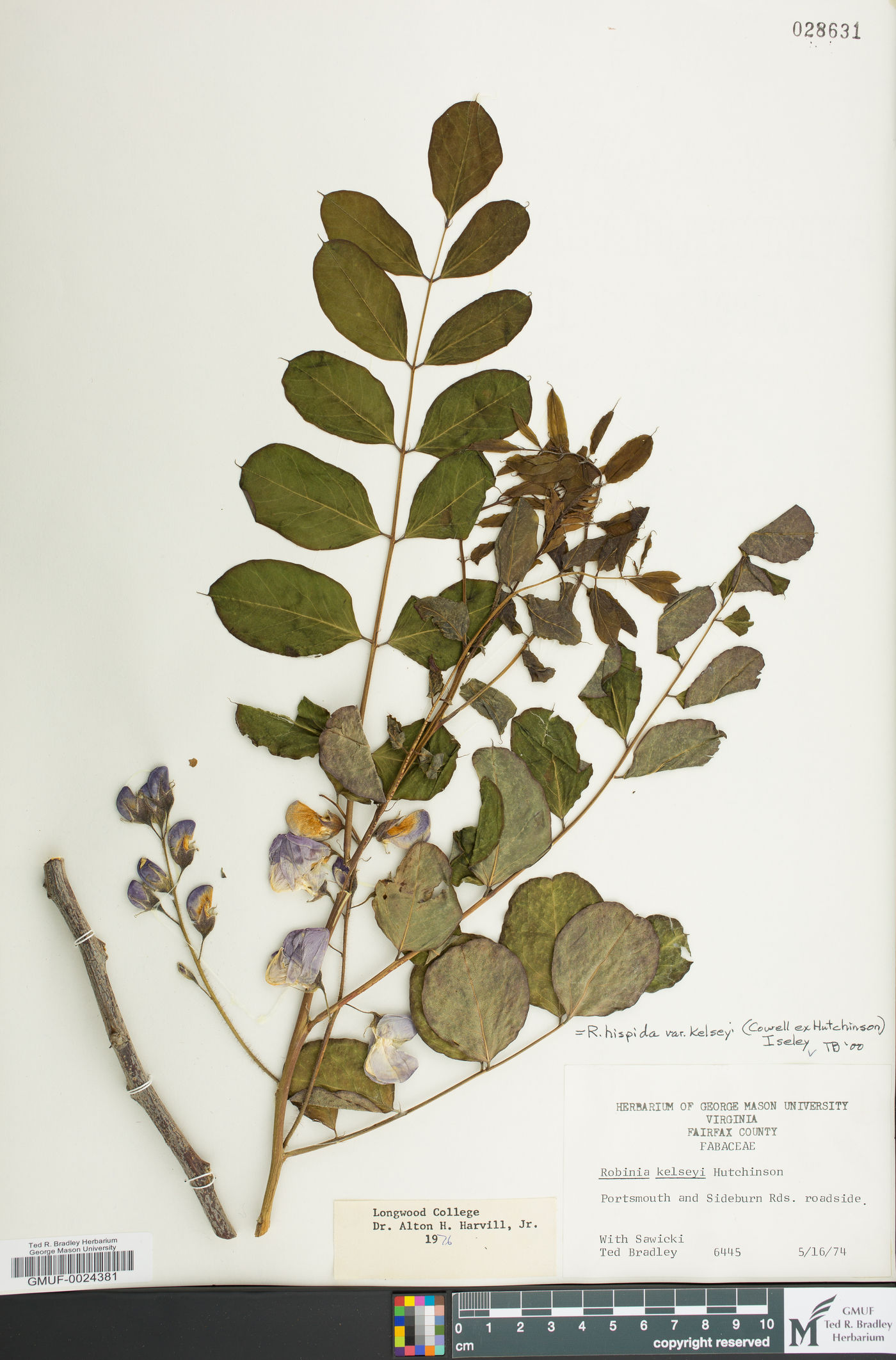 Robinia hispida var. kelseyi image