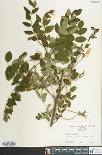 Robinia hispida image