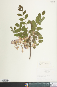 Robinia hispida image