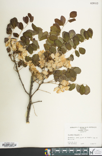 Robinia hispida image