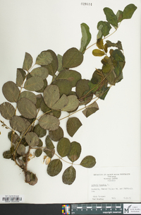 Robinia hispida image