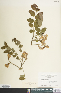 Robinia hispida image