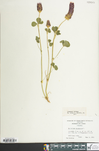 Trifolium incarnatum image