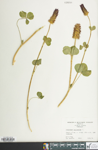 Trifolium incarnatum image