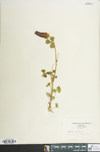 Trifolium incarnatum image