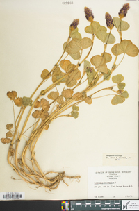 Trifolium incarnatum image