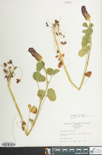 Trifolium incarnatum image