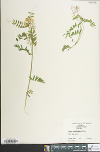 Vicia caroliniana image