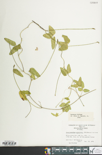 Strophostyles umbellata image