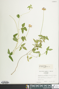 Strophostyles umbellata image