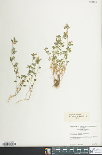 Trifolium dubium image