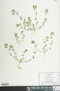 Trifolium dubium image