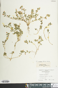 Trifolium aureum image