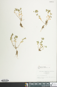 Trifolium aureum image