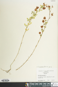 Trifolium aureum image