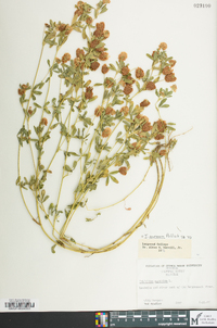 Trifolium aureum image