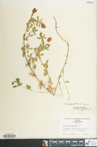 Trifolium aureum image