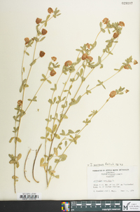Trifolium aureum image