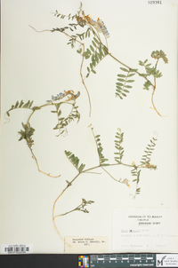 Vicia caroliniana image