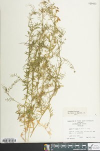 Vicia hirsuta image