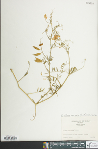 Vicia villosa subsp. varia image