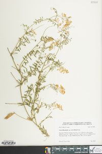 Vicia villosa subsp. varia image