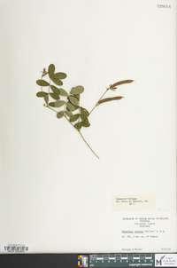 Tephrosia spicata image
