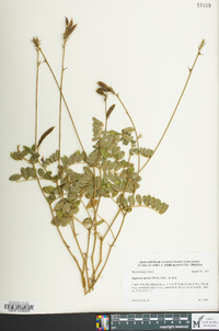 Tephrosia spicata image