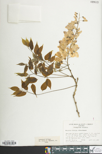 Wisteria sinensis image