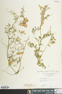 Vicia villosa subsp. varia image