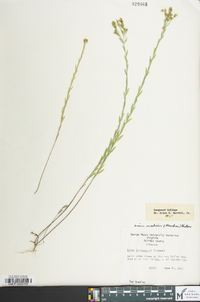 Linum medium image