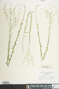 Linum virginianum image