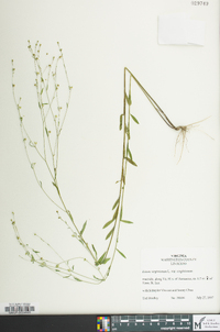 Linum virginianum image