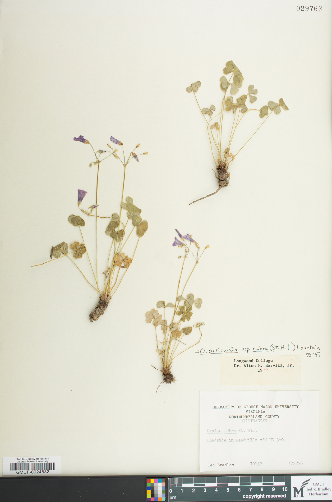 Oxalis articulata subsp. rubra image