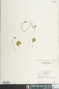 Oxalis articulata subsp. rubra image