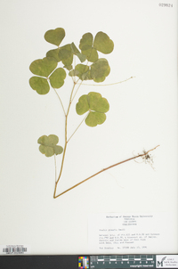 Oxalis grandis image