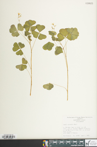 Oxalis grandis image