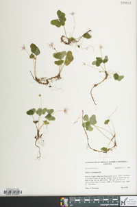 Oxalis montana image