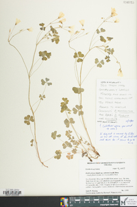 Oxalis priceae image