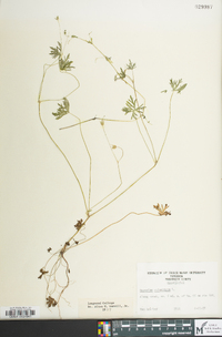 Geranium columbinum image