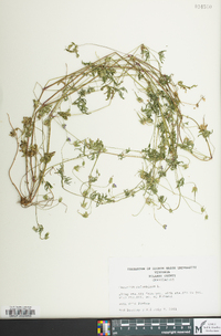 Geranium columbinum image