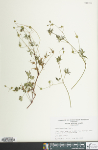 Geranium columbinum image